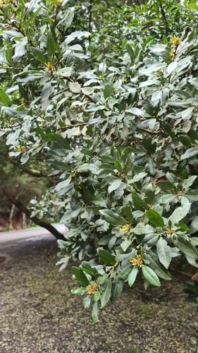 Myrica faya (Fire tree) — photo