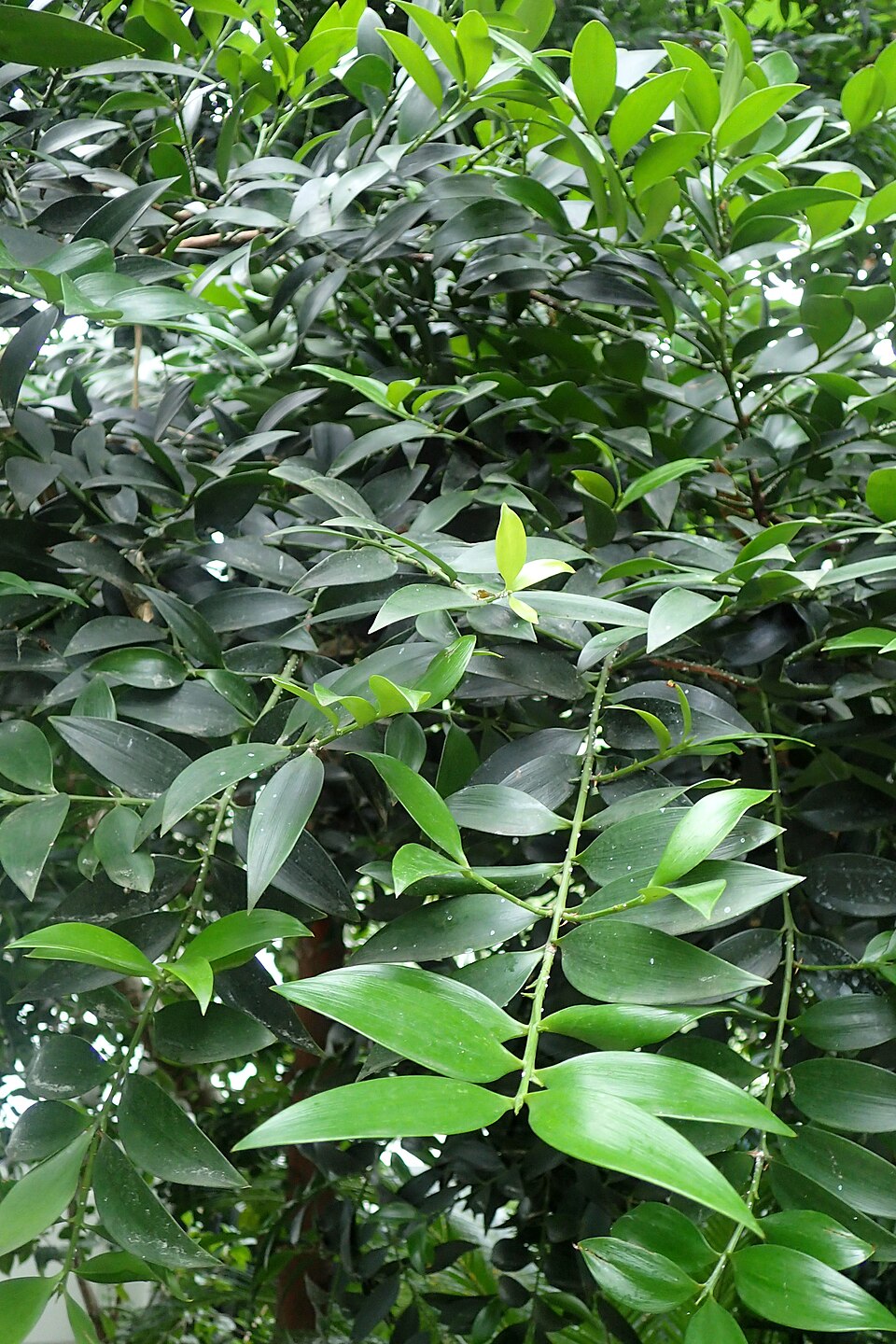 Myrica nagi (Box myrtle) — photo