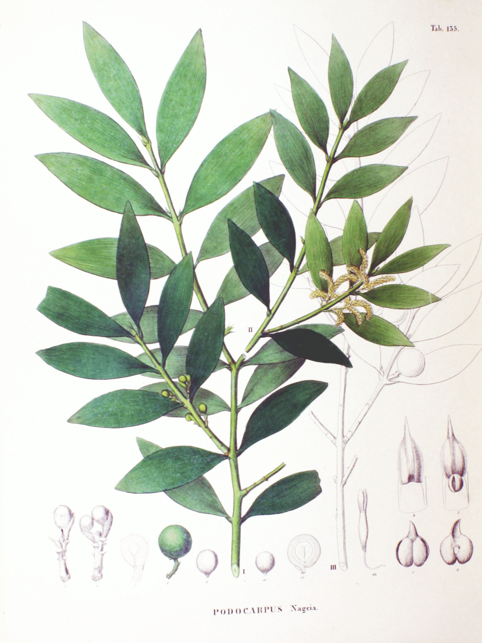 Myrica nagi