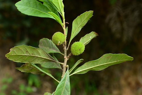 Myrica nana (Yun nan yang mei) — photo