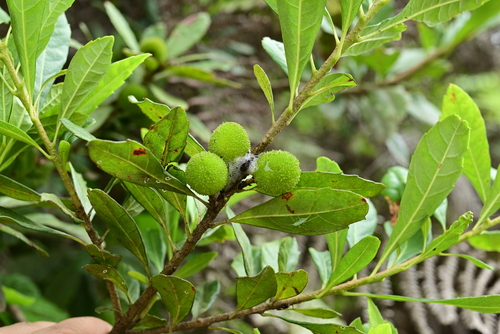 Myrica nana (Yun nan yang mei) — photo