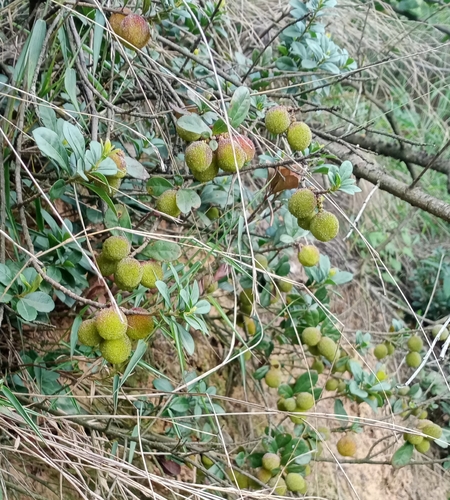 Myrica nana