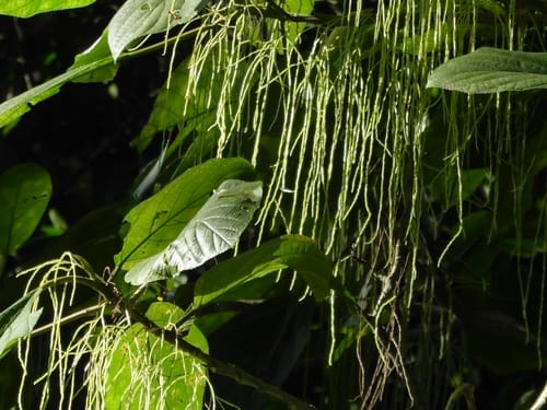 Myriocarpa longipes (Chichicaste tree) — photo
