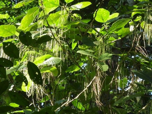 Myriocarpa longipes (Chichicaste tree) — photo