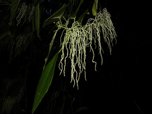 Myriocarpa longipes