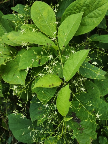 Myriopteron extensum