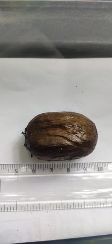 Myristica beddomei (Wild nutmeg) — photo