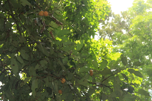 Myristica beddomei