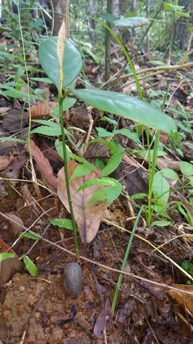 Myristica beddomei (Wild nutmeg) — photo