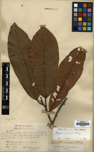 Myristica crassa