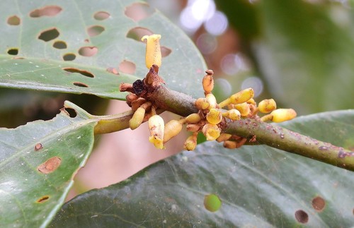 Myristica globosa subsp. muelleri (Queensland nutmeg) — photo