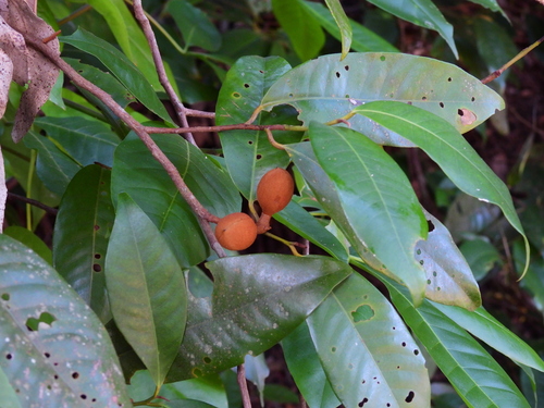 Myristica globosa subsp. muelleri (Queensland nutmeg) — photo