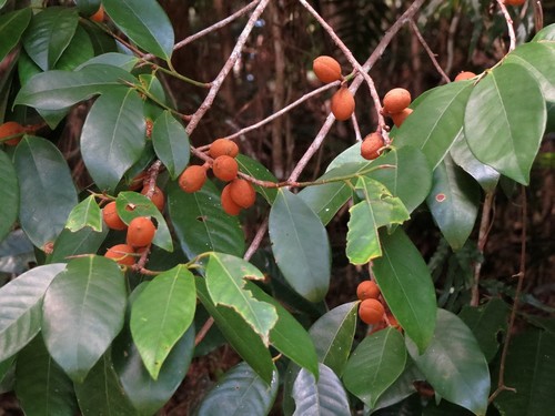 Myristica globosa subsp. muelleri