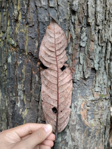 Myristica iners — photo