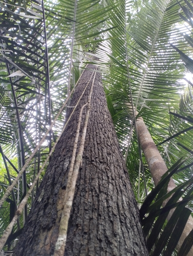 Myristica iners — photo