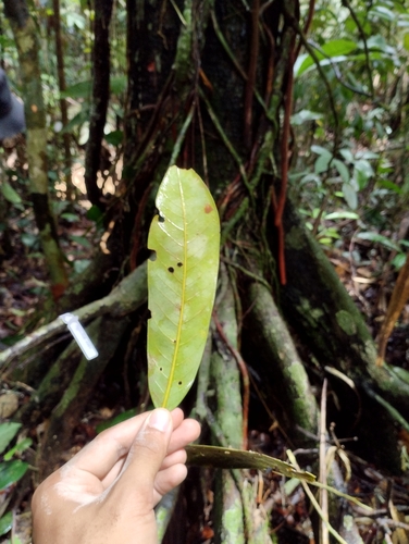 Myristica iners