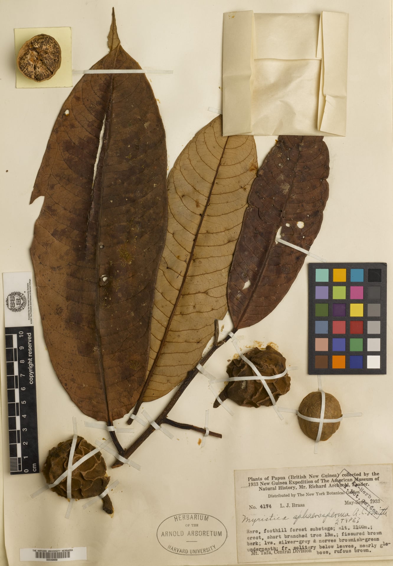 Myristica sphaerosperma