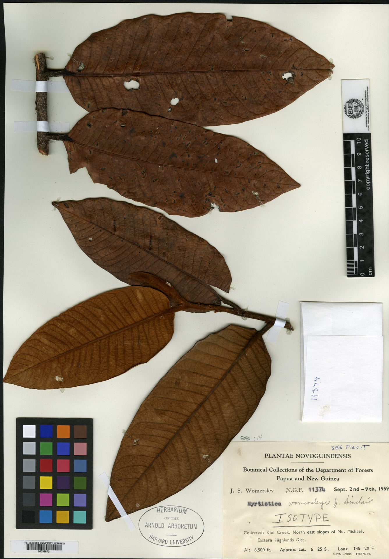 Myristica womersleyi