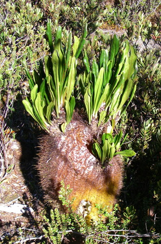 Myrmecodia brassii
