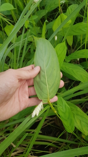 Myrosma cannifolia (Cokui) — photo