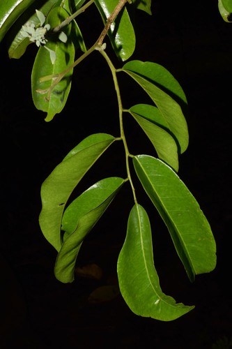 Myroxylon balsamum var. pereirae (Balsam of Peru) — photo