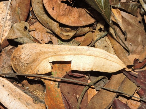 Myroxylon balsamum var. pereirae (Balsam of Peru) — photo
