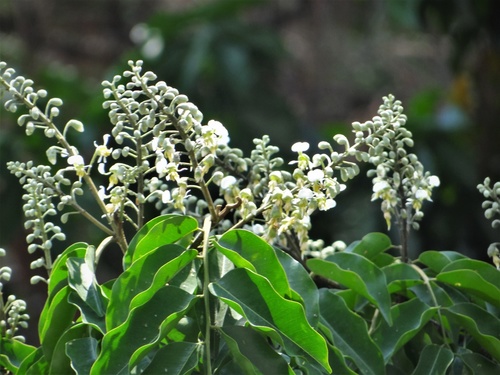 Myroxylon balsamum var. pereirae