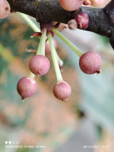 Myrsine capitellata (Bakal pate) — photo