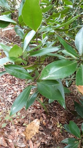 Myrsine capitellata (Bakal pate) — photo