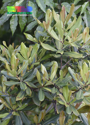 Myrsine capitellata