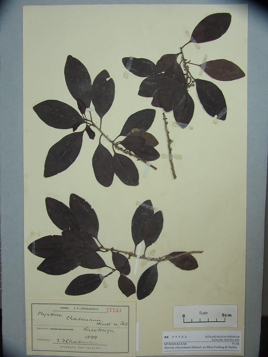 Myrsine cheesemanii (Cook Islands myrsine) — photo