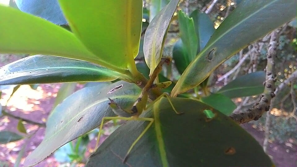 Myrsine gardneriana — photo