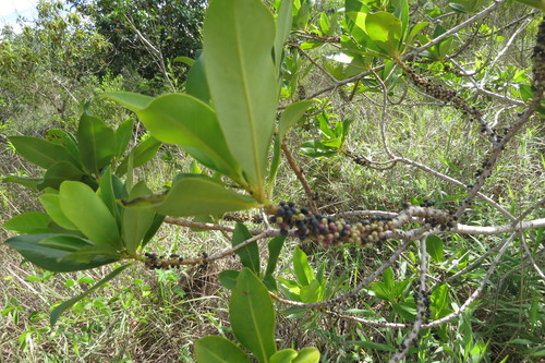 Myrsine gardneriana