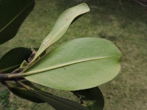 Myrsine guianensis — photo