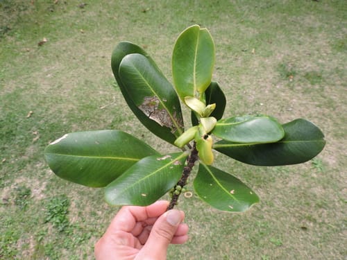Myrsine guianensis — photo