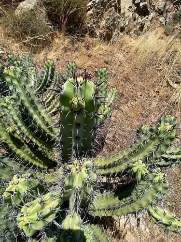 Myrtillocactus cochal (Cochal) — photo
