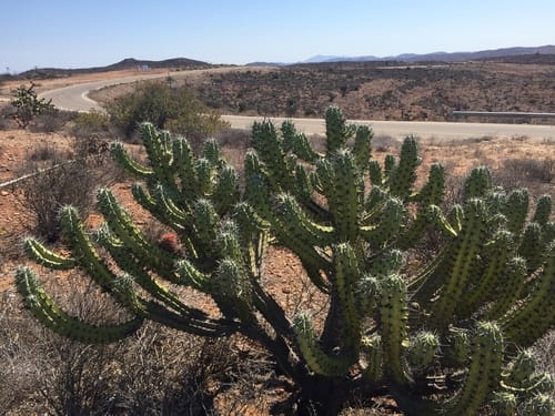 Myrtillocactus cochal (Cochal) — photo