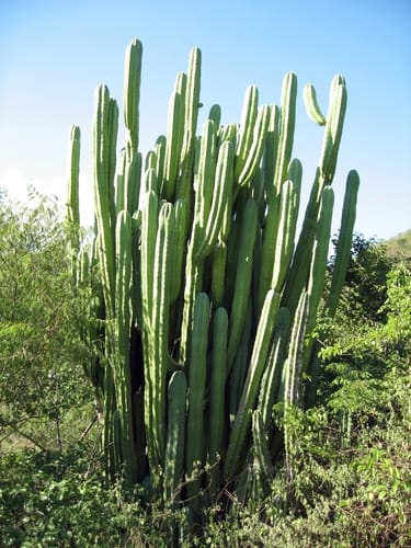Myrtillocactus eichlamii — photo