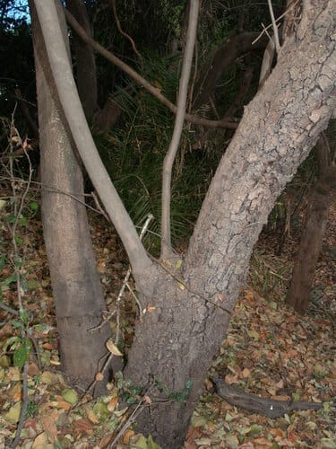 Mystroxylon aethiopicum (Transvaal kooboo-berry) — photo