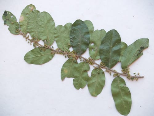 Mystroxylon aethiopicum (Transvaal kooboo-berry) — photo