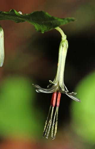 Nabalus tatarinowii — photo