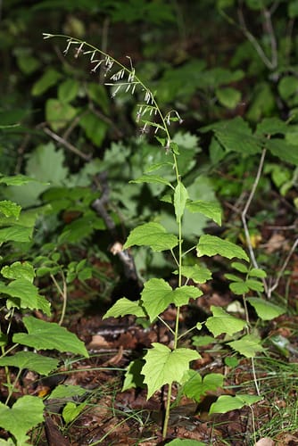 Nabalus tatarinowii — photo