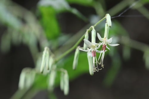 Nabalus tatarinowii