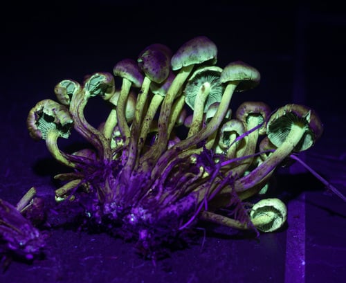 Naematoloma capnoides (Smoky-grilled wood lover) — photo