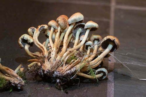 Naematoloma capnoides (Smoky-grilled wood lover) — photo