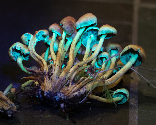 Naematoloma capnoides
