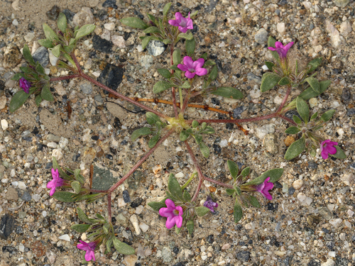 Nama demissum var. demissum — photo