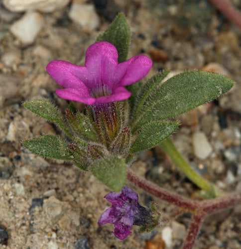 Nama demissum var. demissum — photo