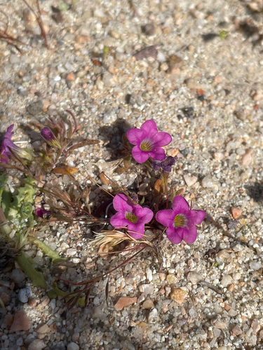 Nama demissum var. demissum