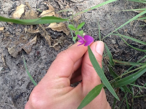 Nanogalactia heterophylla (Edible milkpea) — photo